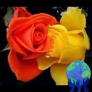 Meet your Posher, Oai